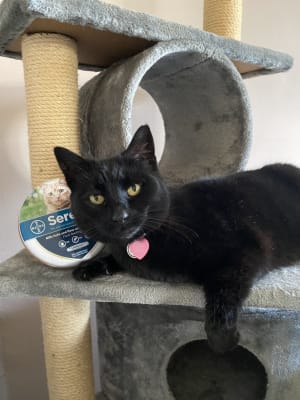 Seresto cat collar pets sale at home