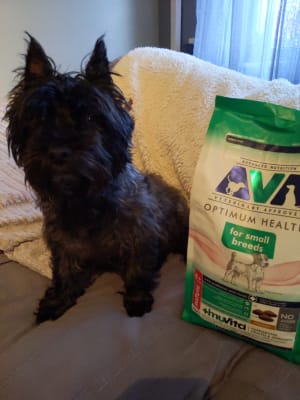 Ava hot sale small breed