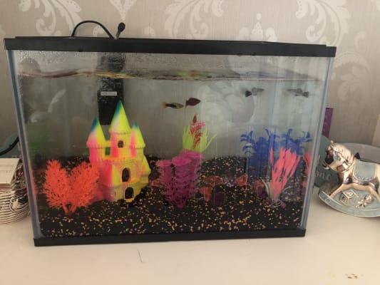 Pets At Home Kids Aquarium With Filter 19 Litre Pets At Home