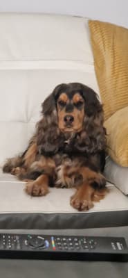 Ava puppy cheap food feeding guide