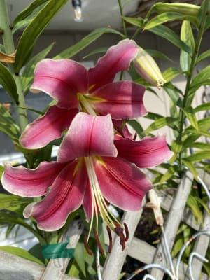 Buy Sensi Lily Tree | Lilies for Sale | Breck's Bulbs Canada