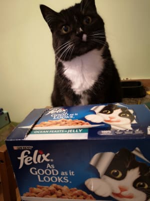 Felix ocean cheap feasts cheapest