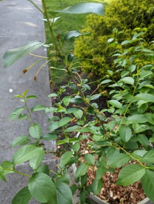 Romeo Dwarf Cherry Tree Gurney S Seed Nursery Co
