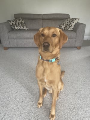 Ava junior top large breed food