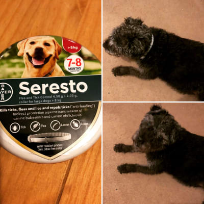 Seresto dog collar clearance pets at home