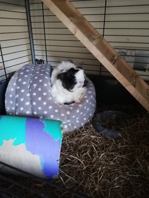 Guinea pig bed sales pets at home
