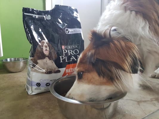 Pro Plan Medium Large Dry 7 Adult Senior Dog Food Chicken