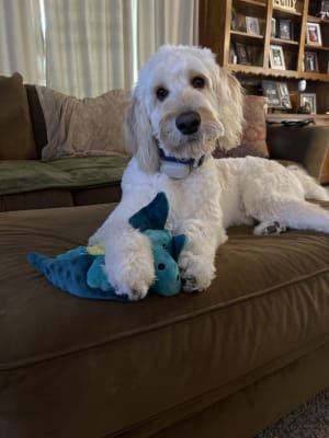 BARK Plush Toy for Pets Old Navy