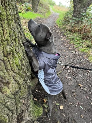 Ripstop dog jacket top