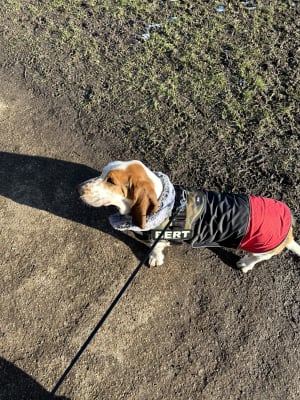 Beagle 2025 winter jackets