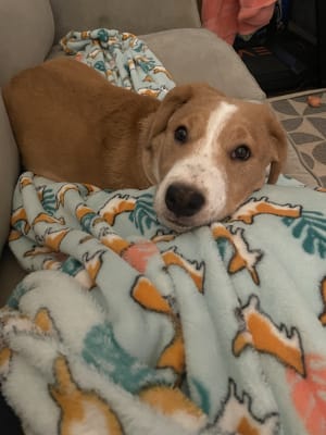 corgi bed sheets big lots