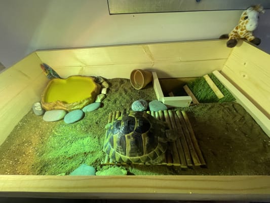 Tortoise soil outlet pets at home