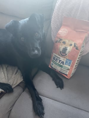 Beta light dog on sale food