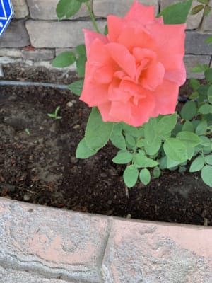 Tropicana Hybrid Tea Rose Brecks Premium Bulbs