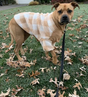 Rib Paneled Gingham Sherpa Jacket for Pets Old Navy
