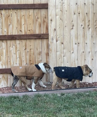 Murdoch s Carhartt Dog Chore Coat