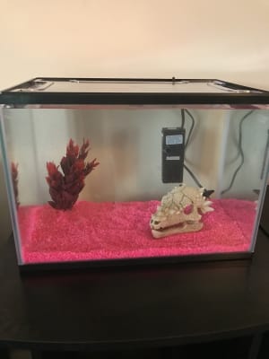 Pets At Home Kids Aquarium With Filter 19 Litre Pets At Home