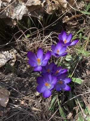 Giant Crocus Mix | K. van Bourgondien