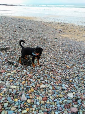 ava large breed junior