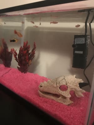 Pets At Home Kids Aquarium With Filter 19 Litre Pets At Home