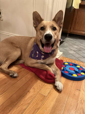 Old navy top dog frisbee