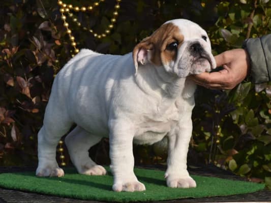 Royal canin 2025 english bulldog puppy