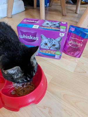 Whiskas 1+ Cat Pouches Fish Favourites in Jelly, 12 x 85g : Pets fast  delivery by App or Online
