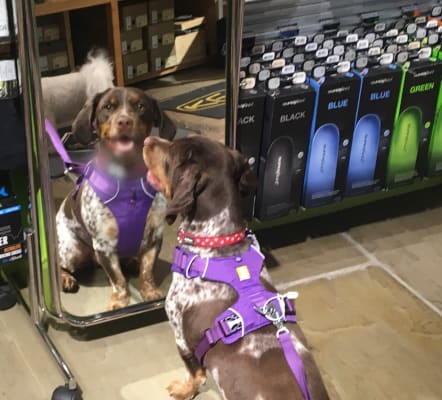 Ruffwear harness hotsell pets at home