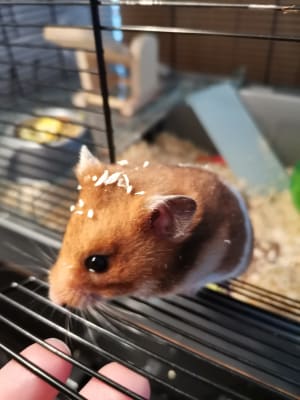 Harry shop the hamster