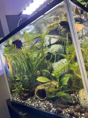 Fish tanks deals in petsmart
