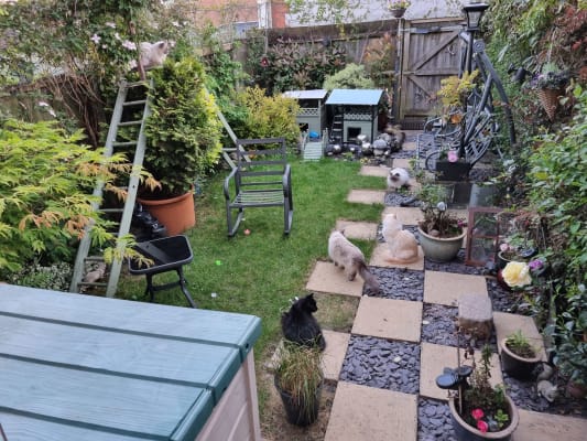 Wickes plum slate chippings on sale