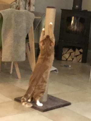 Thompson tall cat scratch post top