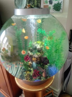Biorb fish tank 60 litre 2025