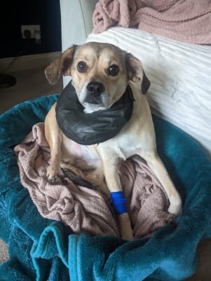 Blow up dog cone store petsmart