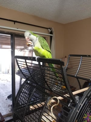 Green Parakeet Parrotlet Price At Petco Petco Birds For Sale