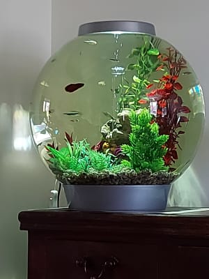 Biorb tropical new arrivals
