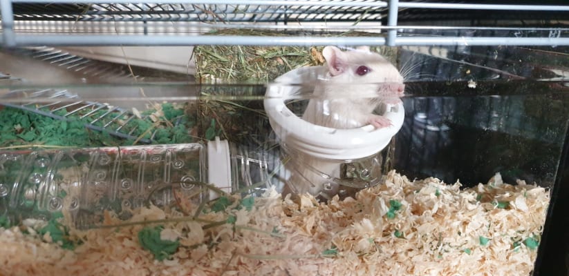 Savic lugano gerbil cage hot sale