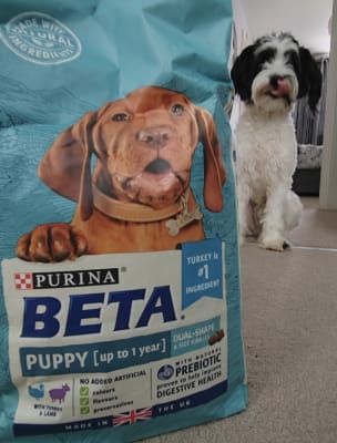 Beta puppy clearance pets at home