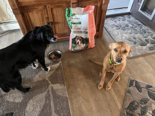Loyall life grain free dog food review shop