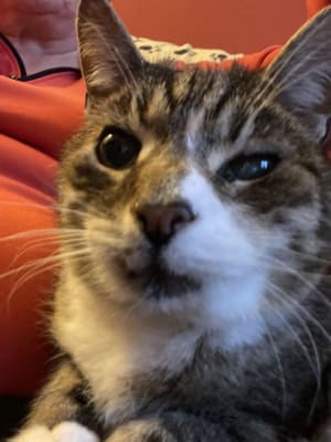Breeder celect cat litter pets at home new arrivals