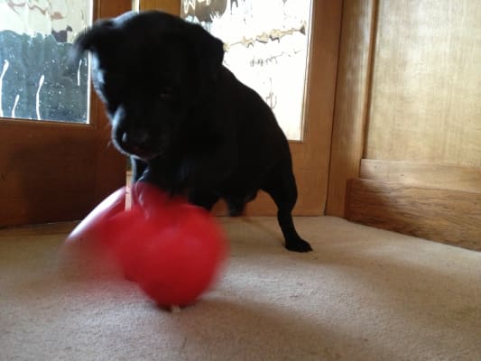 KONG Wobbler Treat Puzzle Dog Toy Red Large - Northwest Pets