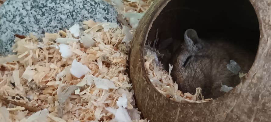 Coconut Hide for Small Animals | Hamster, Gerbil & Mouse Hide, 100% Natural