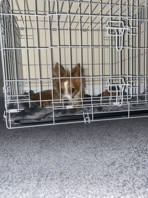 extra extra small dog crate