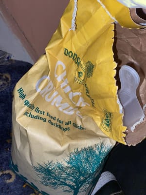 Chick crumb hot sale pets at home