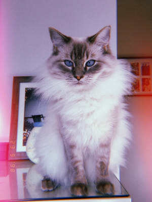 Ragdoll 10kg 2025