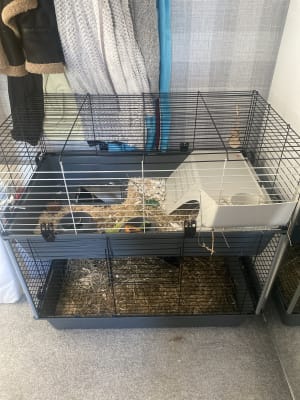 Pets at home outlet guinea pig cage