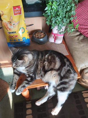 Go cat 10kg store pets at home