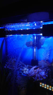 Fish tank lights petbarn clearance