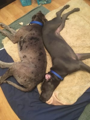 Royal canin great dane junior online