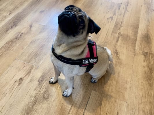 Julius hotsell k9 pug